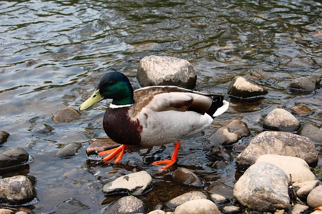 Bliv ekspert: Avancerede teknikker til krydsordsløsning